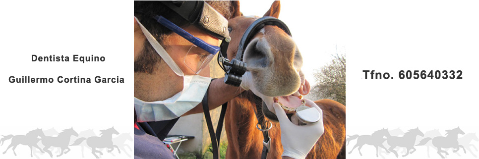 Veterinario Dentista Equino